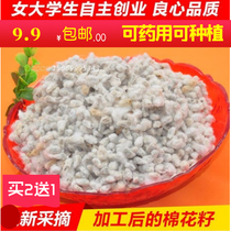 Seed cotton tape cotton seed cotton in the spring of their kind value of cotton seed cotton plant just twisted down of seed