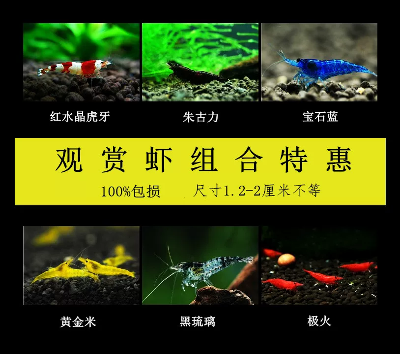 [translated placeholder]