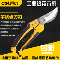 Daili branch shears Fruit tree pruning scissors flower scissors gardening garden floral pruning scissors pruning artifact