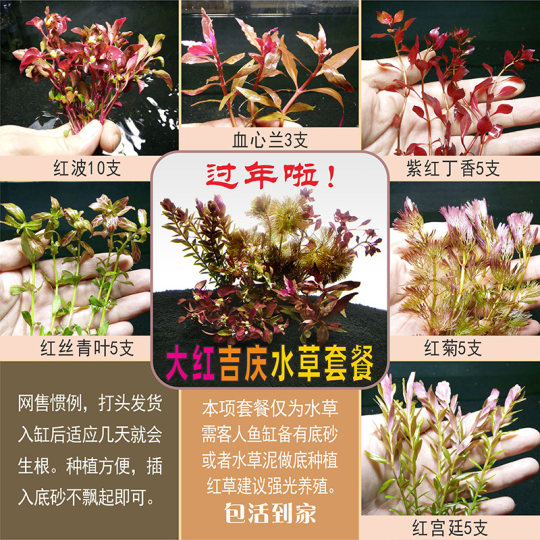 Chiyi Aquarium Fish Tank Aquatic Plant Landscaping Package Lazy Live Aquatic Plant Planting Backscape Aquatic Plant Collection