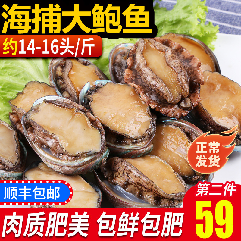 Abalone fresh big nine-hole abalone Qingdao seafood shellfish Buddha jumps over the wall fresh big abalone 500g 14-16 heads