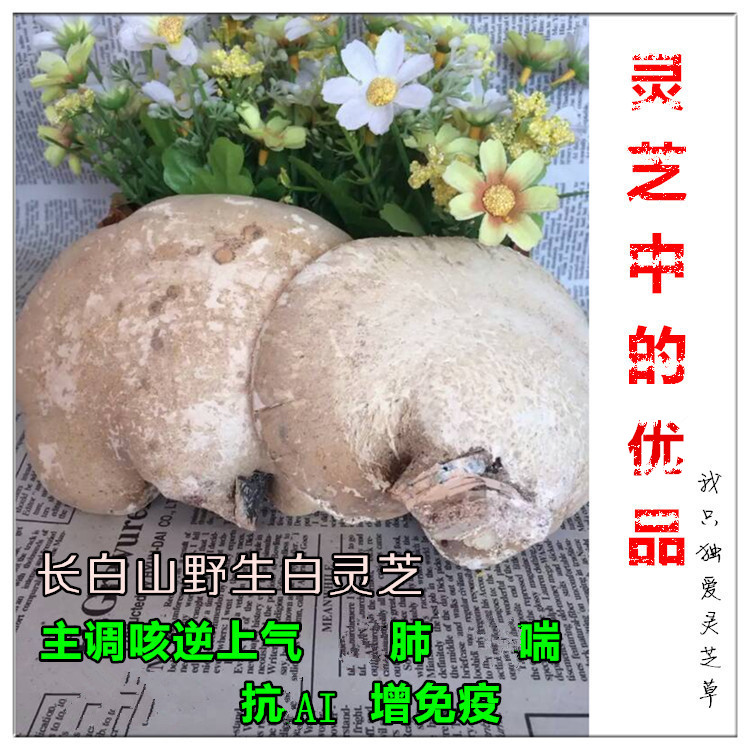 White Ganoderma Lucidum Yuzhi Northeast Changbai Mountain wild white Ganoderma lucidum whole Zhi Ganoderma lucidum nourish lungs and clear eyes can be sliced a pound