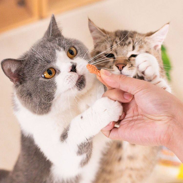 Cat snack fertilizer supplements nutritious biscuit puppy grinding teeth-taste cat mint-tasted reward freeze-dried training rod