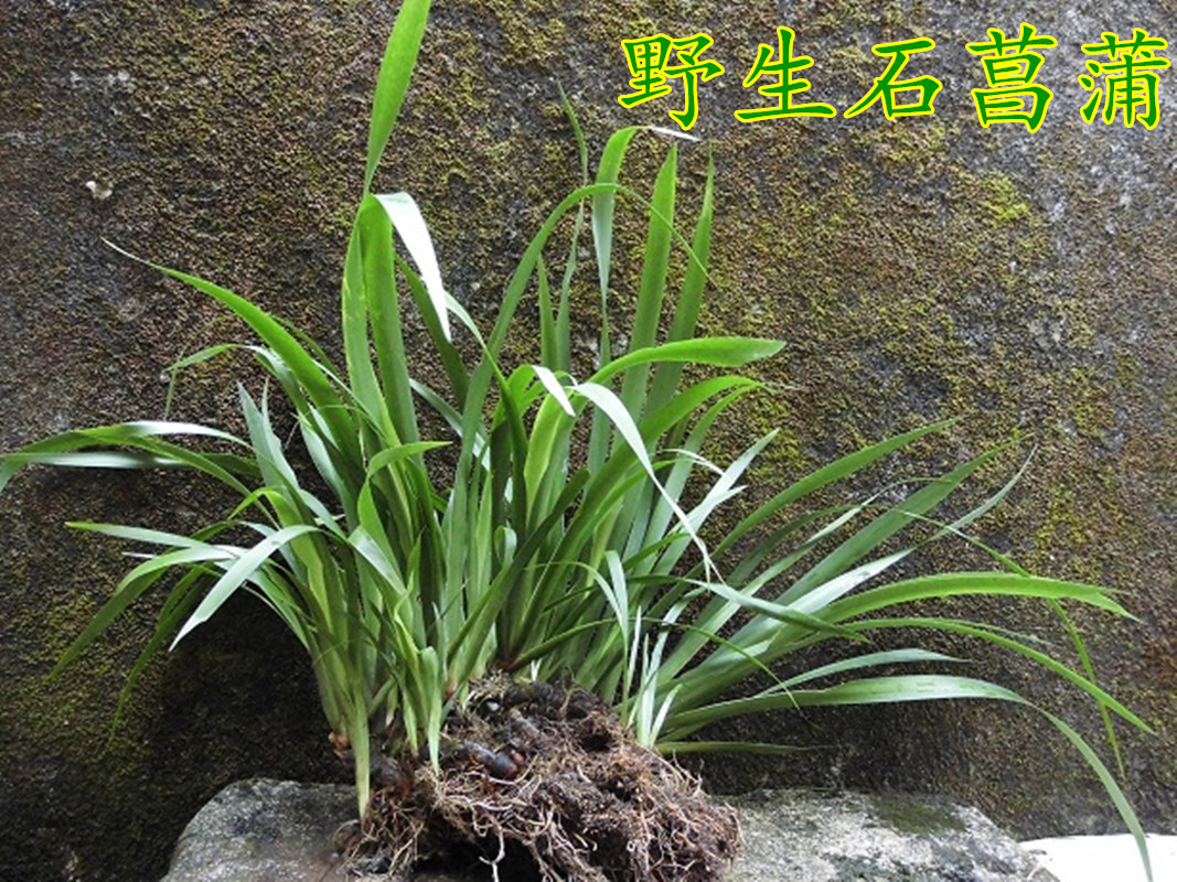 Wild iris Four seasons Green leaves Hydroponic seedlings Green plants Bonsai soil culture potted stone Changpu leaf flower plant