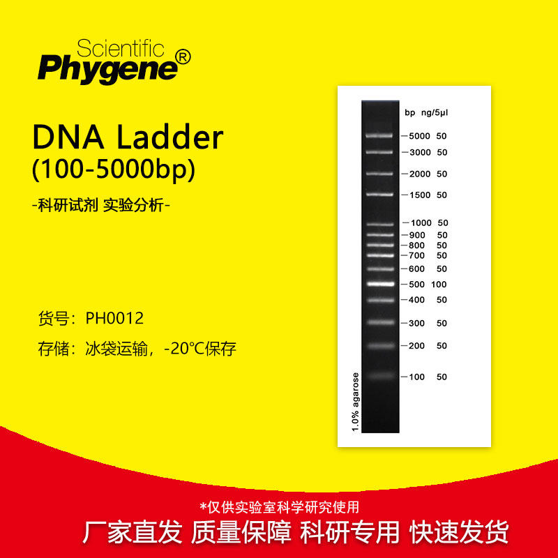100bp plus DNA Ladder/Marker (100-5000bp) [PH0012 PHYGENE]