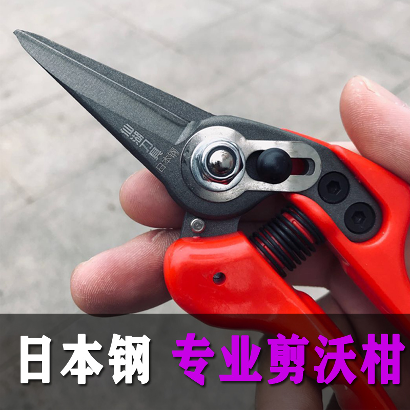 Super labor-saving professional shearing citrus citrus fruit tree shearing artifact fruit picking scissors scissors pruning pruning