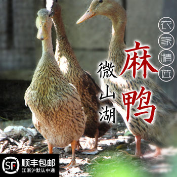 Weishan lake shelducks are now being killed