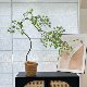 Loushujia Artificial Green Plant Flowing Waterfall Maple Indoor Entrance Decoration Zen-Style Ornament Bonsai High-End Light Luxury Fake Flower Plant