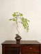Loushujia New Chinese Style Artificial Flower Flowing Fountain Maple Fake Flower Desktop Decoration High-End Light Luxury Artificial Fake Green Plant
