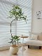 Lou Xia's large-scale simulated green plant peacock wood indoor living room floor-standing bionic fake tree plant landscaping decorative ornaments