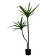 Nordic large simulation plant interior decoration fake green plant potted millennium wood dragon blood tree living room clothing store decorations