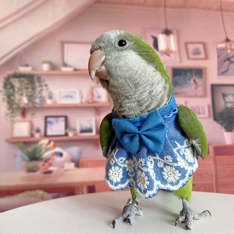 Parrot Clothing, Cockatiel Warm Clothing, Thickened Clothing, Lovebird Flight Suit, Parrot Pooper Bags, Bird Supplies Parrot Clothing, Cockatiel Warm Clothing, Thickened Clothing, Lovebird Flight Suit, Parrot Pooper Bags, Bird Supplies