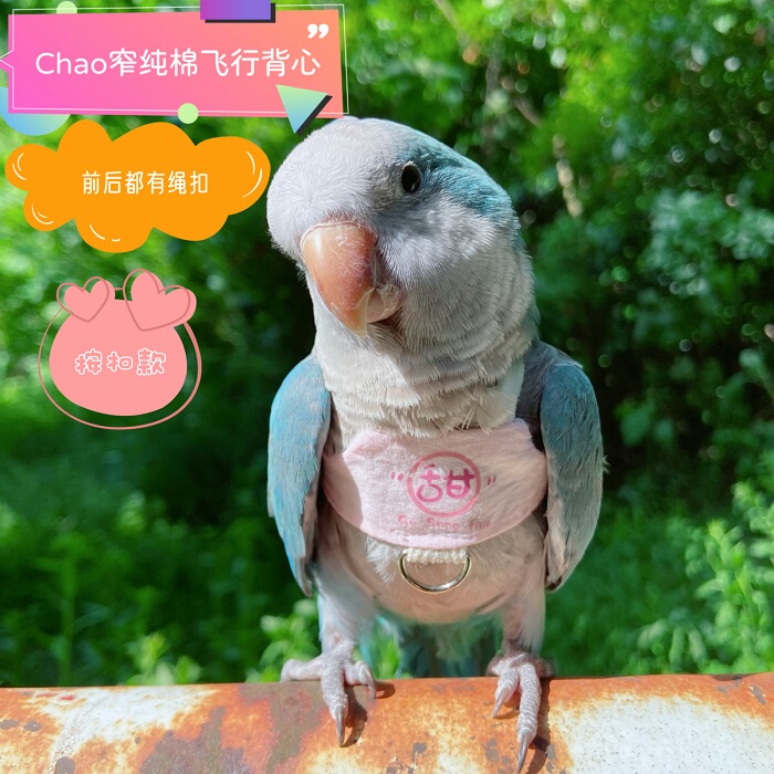 Parrot Flying Harness Leash, Ultra-Light Training Leash for Walking Birds Outdoors, Made of Pure Cotton, Lightweight and Bite-Resistant Parrot Flying Harness Leash, Ultra-Light Training Leash for Walking Birds Outdoors, Made of Pure Cotton, Lightweight and Bite-Resistant