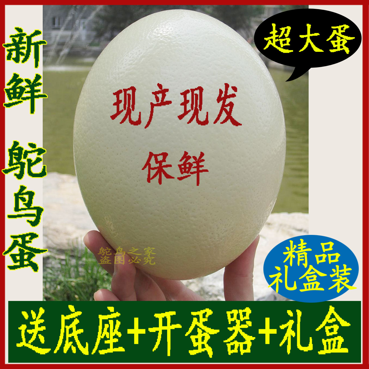 Fresh Ostrich Eggs Fresh Eat Their Own Breeding Huddling Eggs Not Hatching Giant Bump Eggs at the Summer Dragon Boat Festival