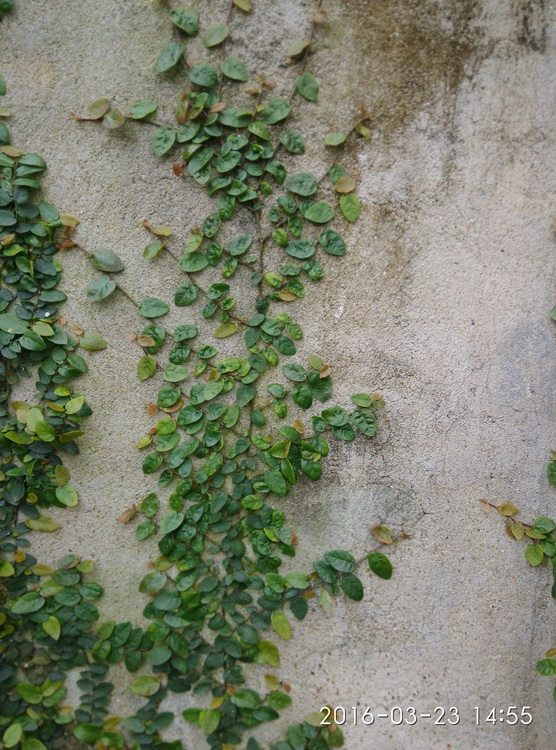 迷你薜荔爬牆植物爬山虎貼牆藤本植物懶人植物微景觀造景風不動