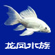 龙凤水族