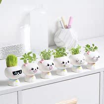 Net Red Indoor Tabletop Cultivation Pendulum with a long hair on the head of the head of the plant Wawa-head planting watering is long grass