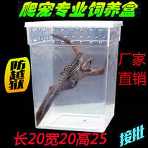 Reptile feeding box spider scorpion shougu insect snail silkworm snake lizard horned frog Dubia bread worm turtle box