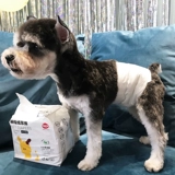 Физиологические штаны собаки Скюенари Шиба Ину Тедди Моча мочи без влажных брюк мочи Санитарные брюки для салфетки Менструальные штаны