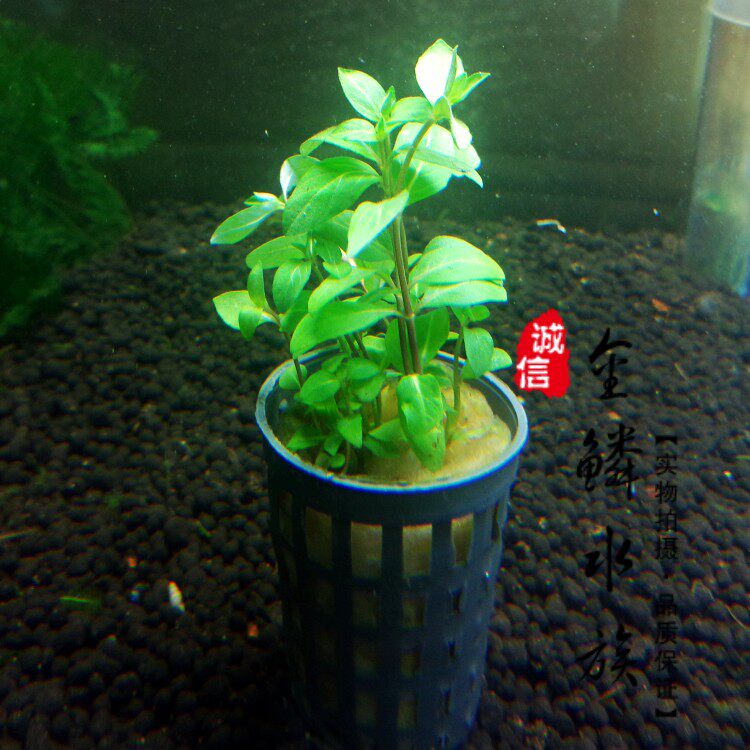 造景水草南美叉柱花水草叉柱花前景水草 100 水中叶 活水草 大牌白菜价 水草 南美 活水 水中 造景途虎网