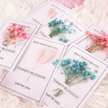 Dried Flower card ins literary hipster dry flower background Korean chic wind photography props photo props ornaments