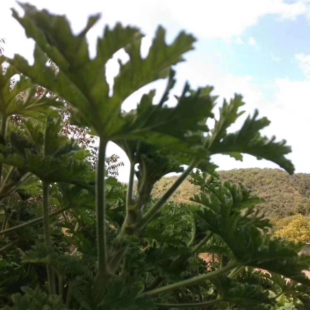 Fresh rose geranium fresh leaves 5 catties RMB43  prone to oxidation and yellowing unpacks will fall off the scales
