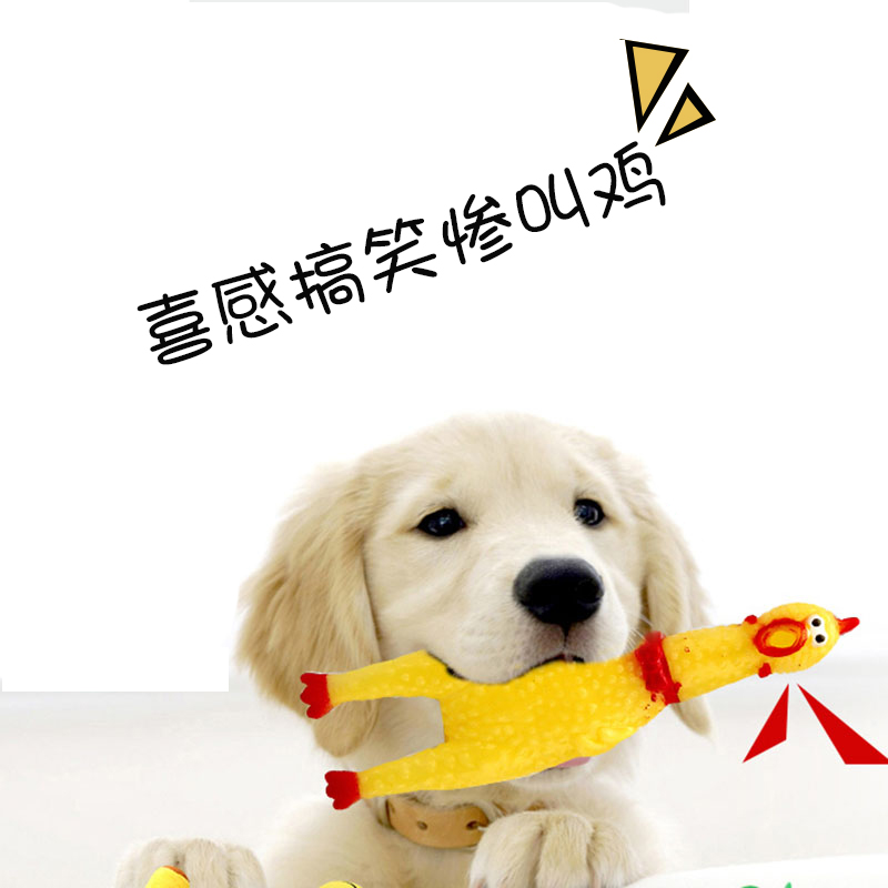 Miserable call a chicken trumpet pet vocal toy freak to vent about, oh, chicken pooch.