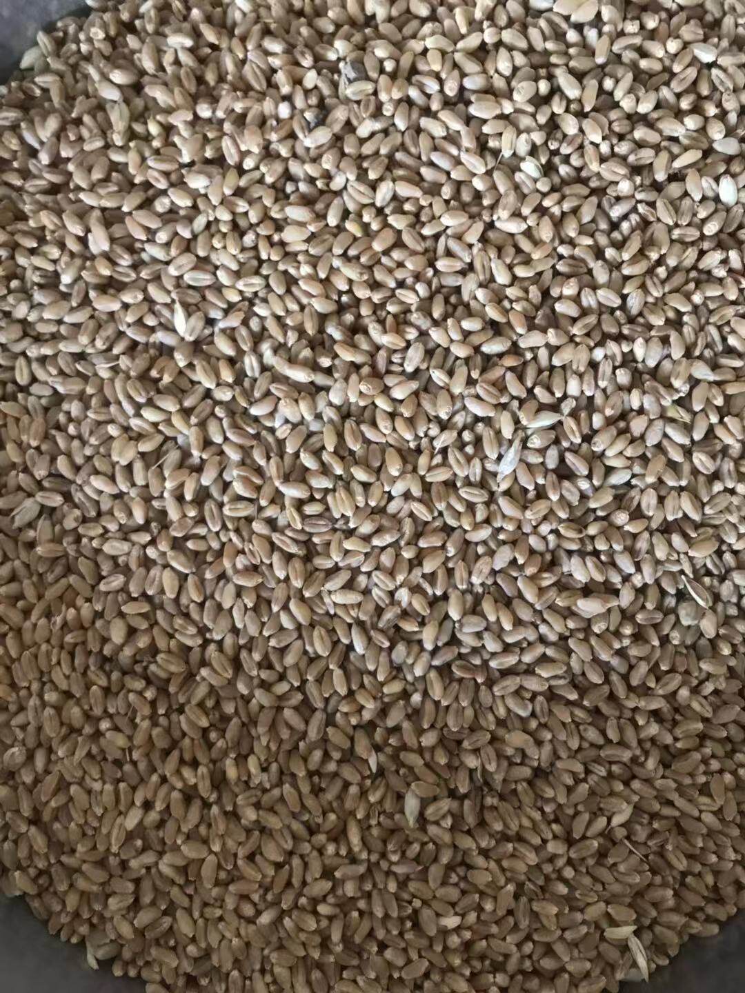New Wheat Grain Wheat Seed Grain Wheat Grass Water Bacon Juice With Peel Wheat Farmers Self Produced Wheat Seeds