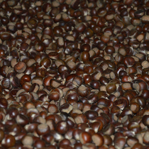 2021 Qinling fresh wild small chestnut oil chestnut CHESTNUT Chestnut raw flavor instant 5kg