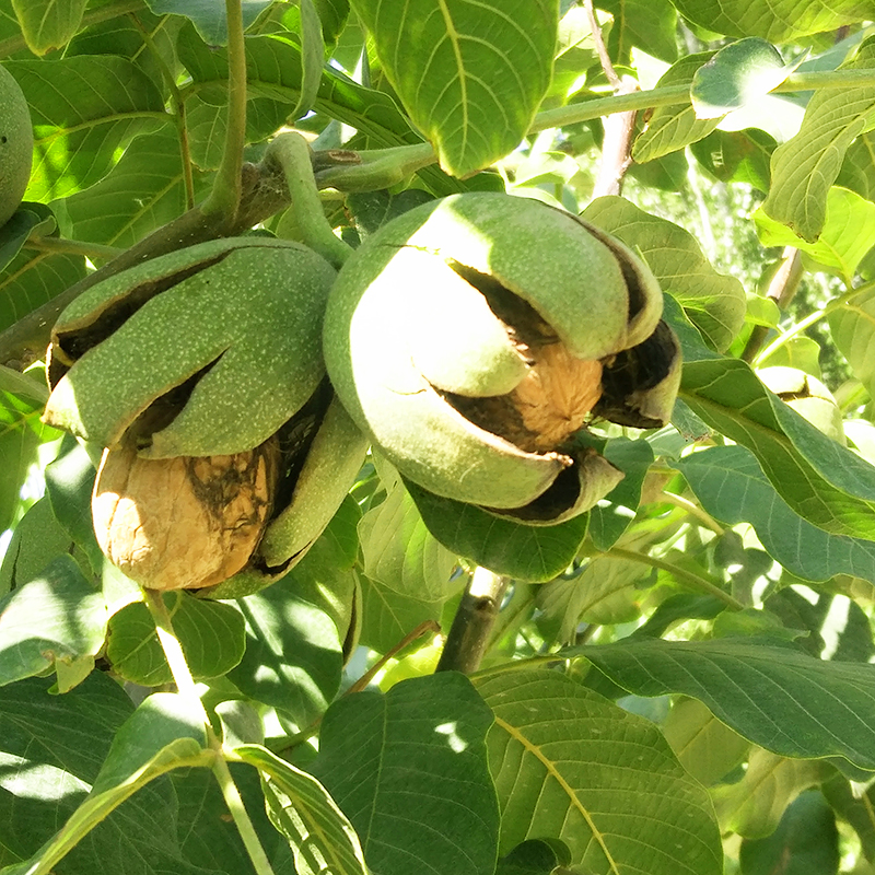 薄皮纸皮核桃：2025年的新疆风味坚果革新