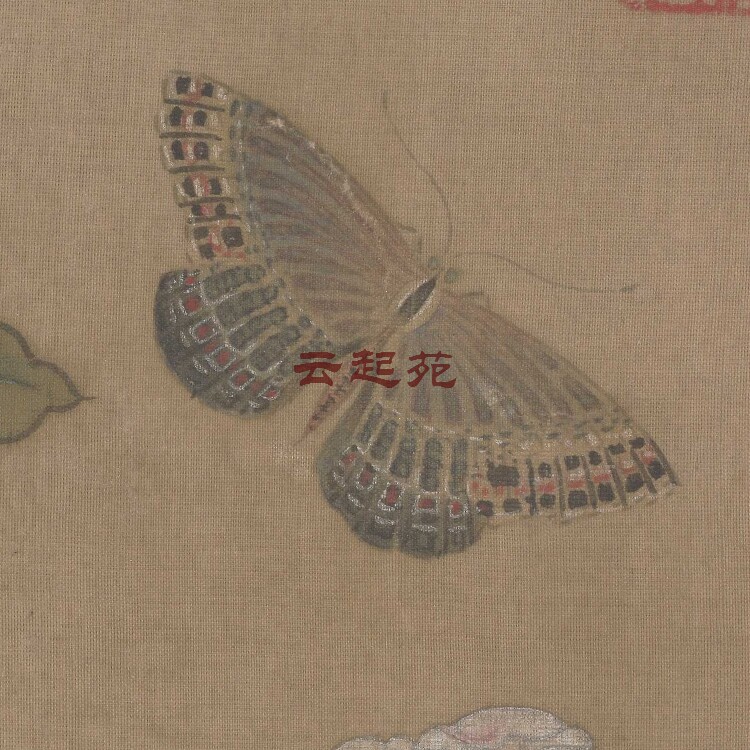 Song Anonymous Begonia Butterfly Figure F HD Electronic Picture 87M Decoration Promotional Material