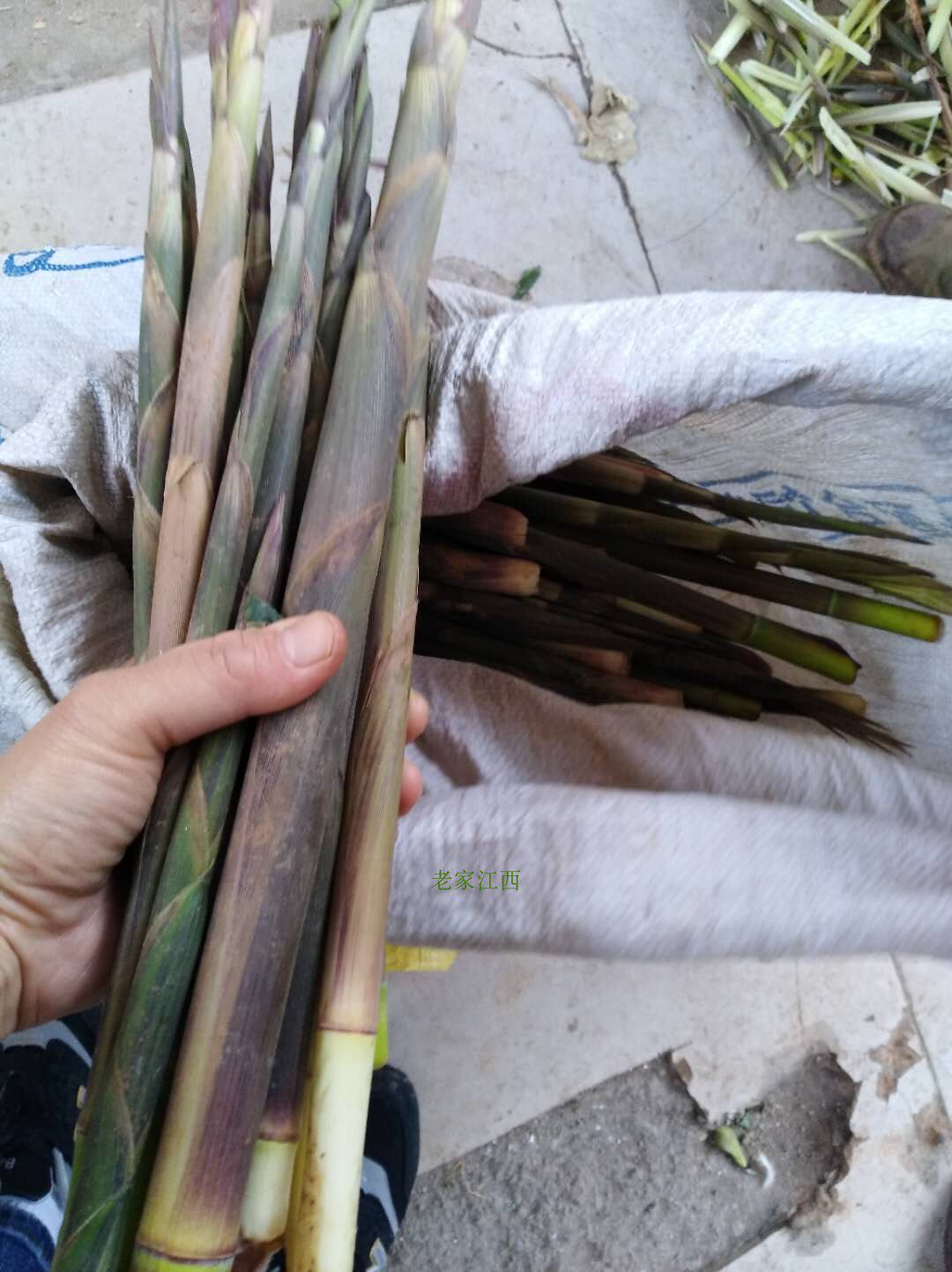 Out of stock March-April Jiangxi Gao'an wild bamboo shoots with shell freshly found 3 catties of wild small bamboo shoots in the mountains