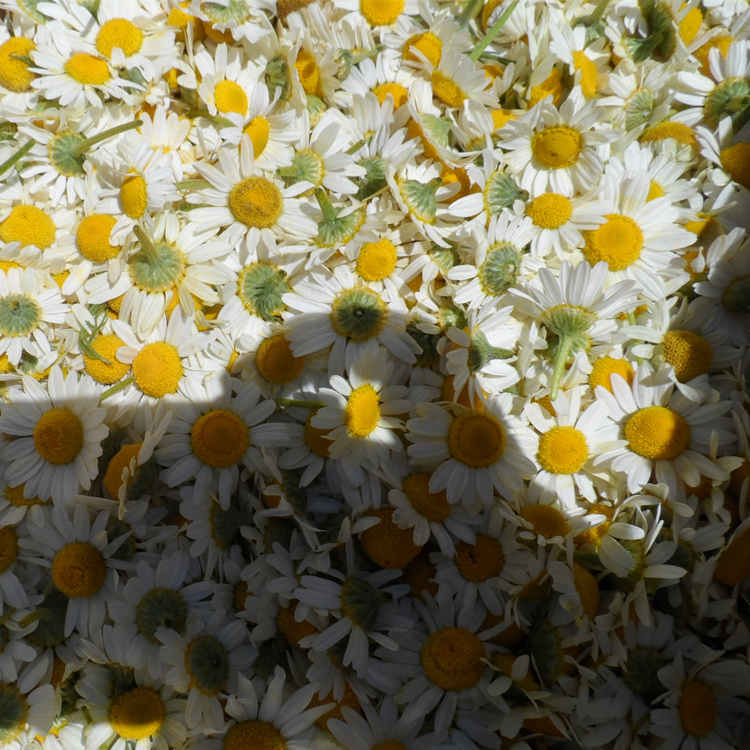Roman Chamomile Dried Flowers German Chamomile Dried Flowers Yili Chamomile Roman Chamomile Dried Flowers German Chamomile Dried Flowers Yili Chamomile