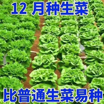 Butter lettuce, fresh vegetables, leafy vegetables, raw cold, sweet, crisp and juicy salad vegetables, farm-grown lettuce