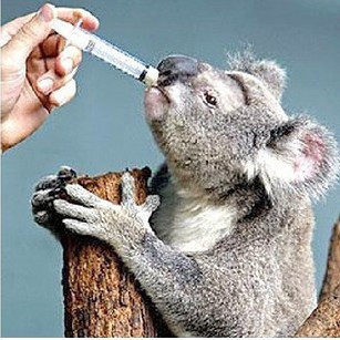 Dosing, gavage, feeding, rabbits, dogs, cats, small pets, good helper for feeding medicine, new product, single