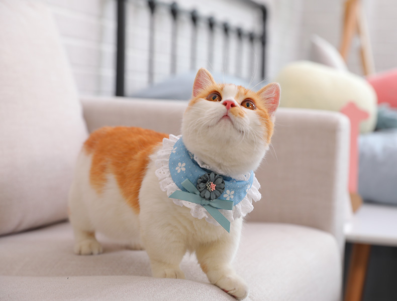 Petet vườn hoa tam giác khăn Teddy búp bê chó nhỏ chó con mèo cưng trang phục mèo - Quần áo & phụ kiện thú cưng áo lân cho cún