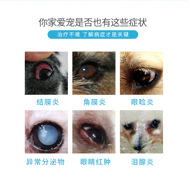Thú cưng mắt nhỏ giọt nước mắt mèo xé hơn gấu Teddy rửa mắt sạch chó - Thuốc nhỏ mắt thuốc nhỏ mắt collydexa