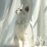 Чокер, милый декор, шарф, летнее ожерелье