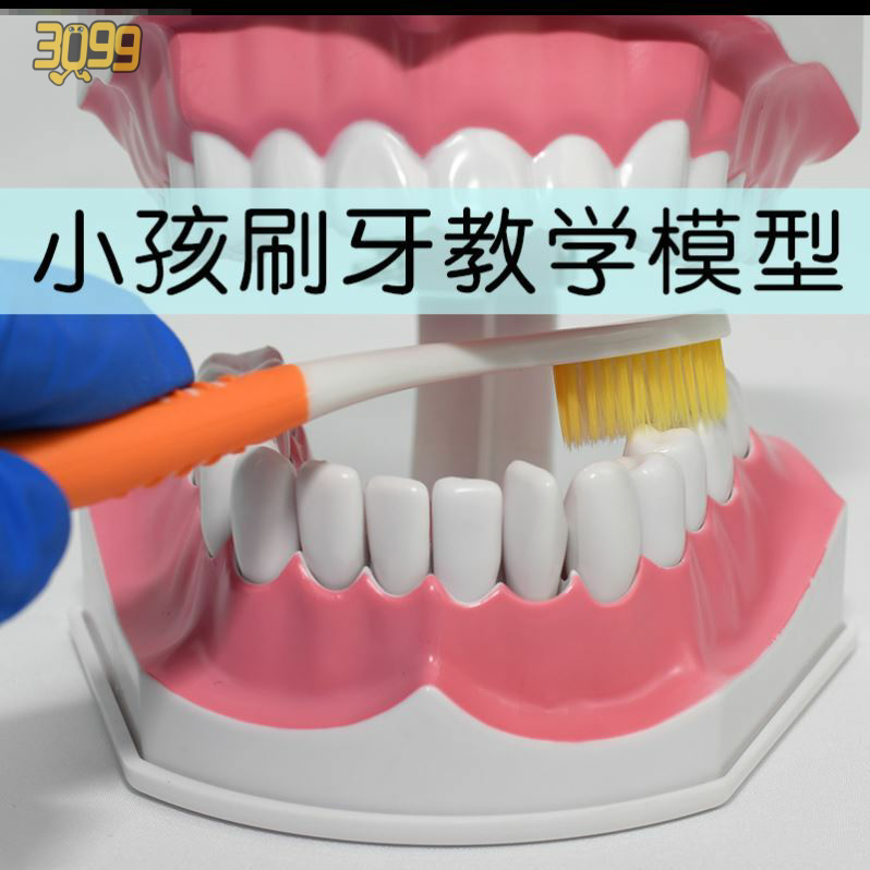 Full mouth dental dental clinic prepare carved teeth model mold teaching aids kindergarten decoration decoration display practice