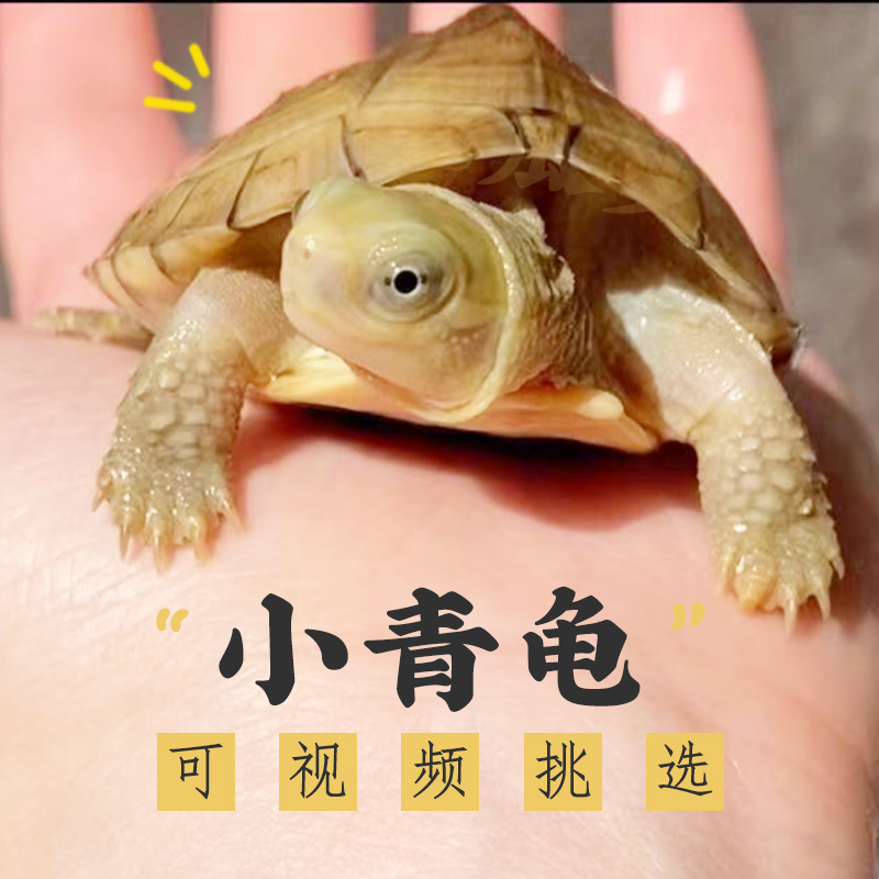 如何正确养护黄喉拟水龟？