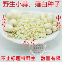 Balcony planting small garlic seeds wild garlic small root garlic white chives