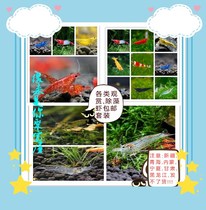 Watch Shrimp Suit Clean Shrimp Except Algae Shrimp Suit Remote no