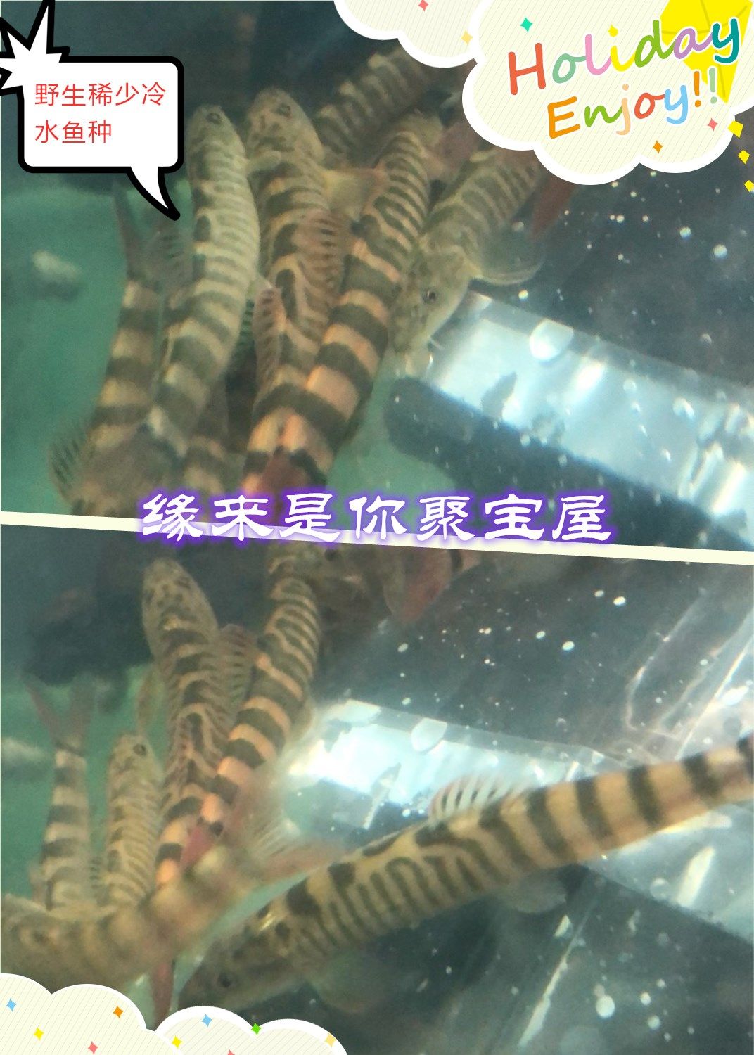 Wild cold water fish bottom fish clean fish Yingjiang Loach-sucking loach