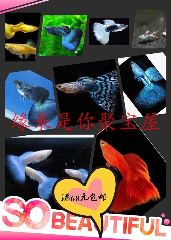 Guppies Beautiful tropical fish Ornamental fish Million fish Viviparous fish Small starter fish