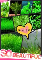 Front middle and rear fish tank landscaping water grass green court water orchid pepper grass Royal Crown grass centipede grass goldfish Green series