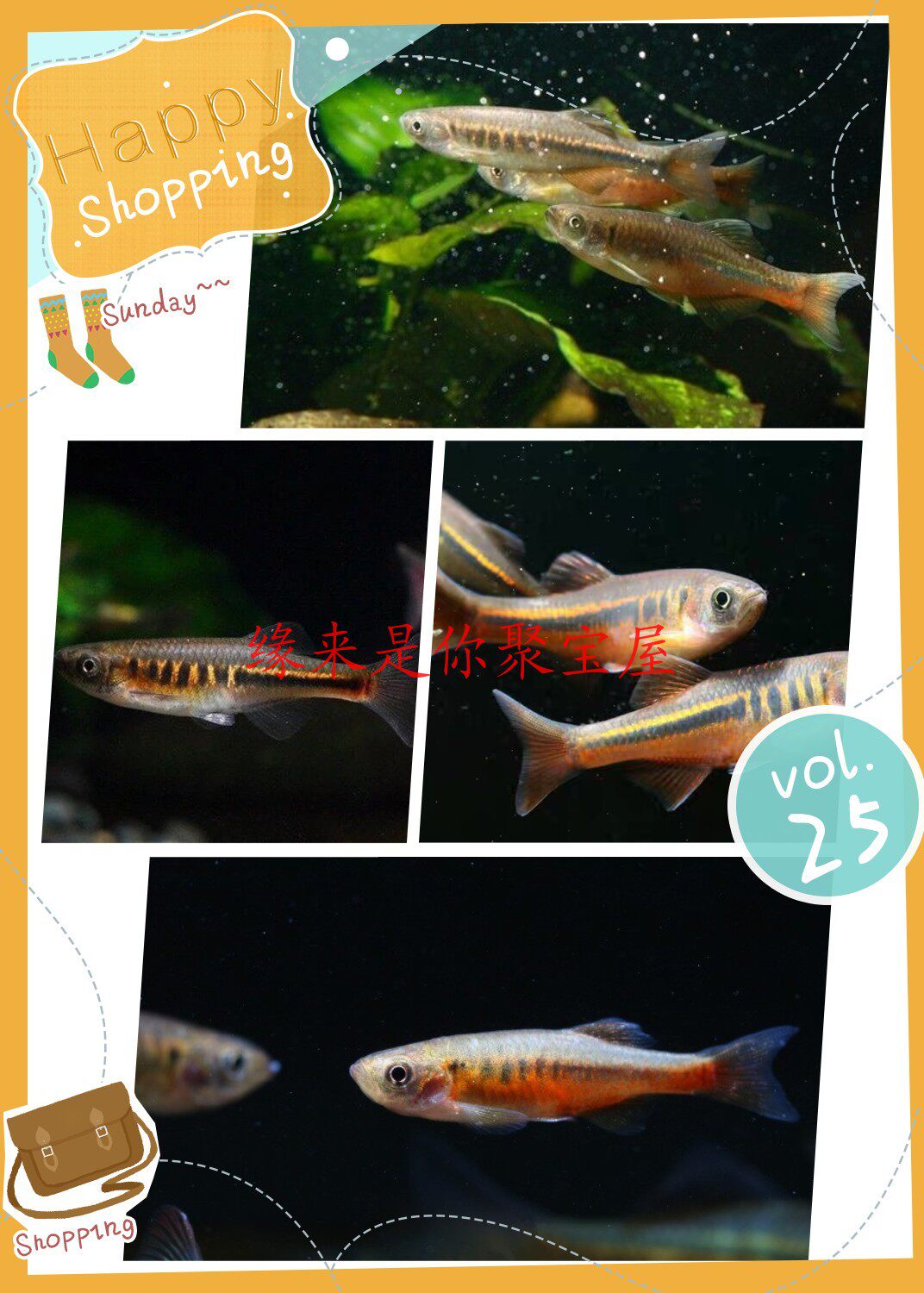 Homemade Danfish Half Line Dan Roses Nice Native Grass Vat Group Tours Fish Cold Water Small Fish