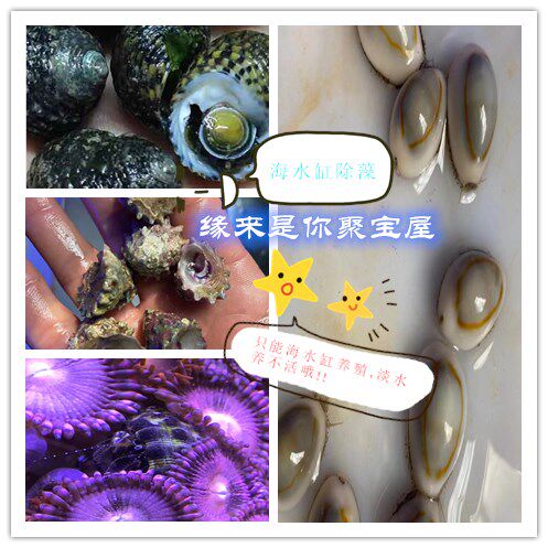 Seawater Marine Life Sea Cylinder Removal Algae Snail Sustena Crab Seawater Shrimp Sea Star Sea Urchin