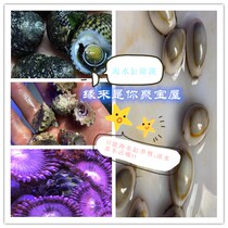 Sea Marine Marine Life Sea Cylinder Except Algae snail Purple Bottom Tower Snail Eye Snail Gold Ring Baby Snail Sustena Crab