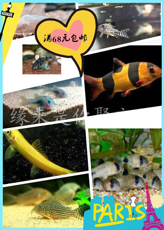 Tool fish bottom shelter fish feed clear fish rat fish green Tweed rat white rat white rat coffee rat pearl rat