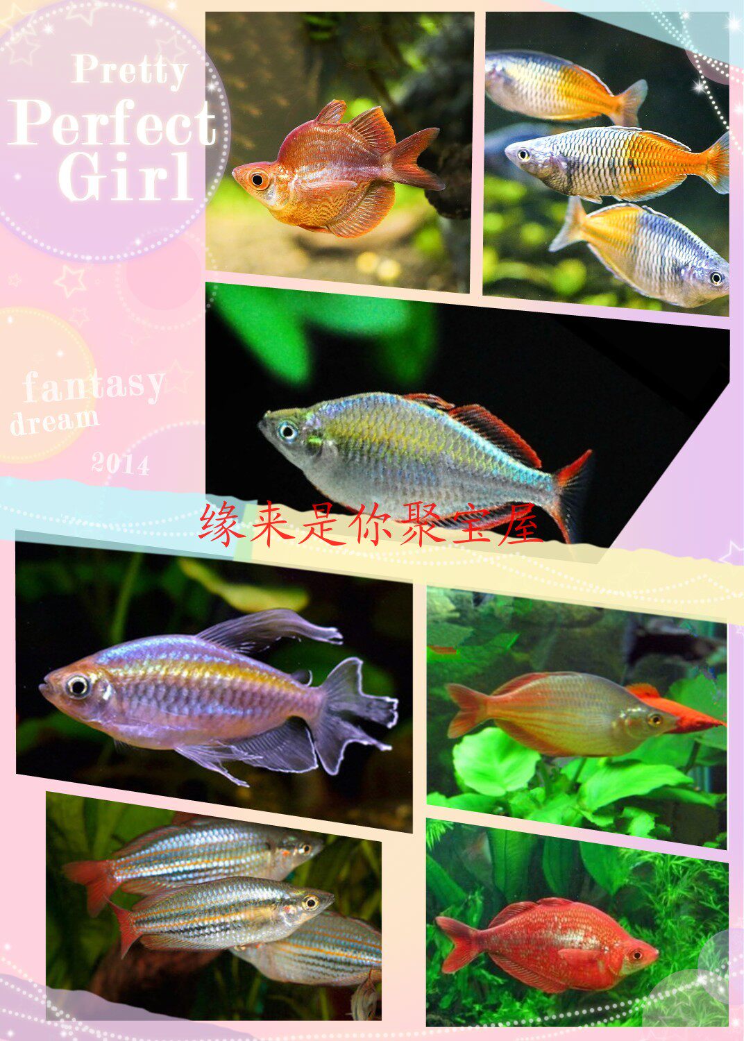 Tropical Fish Mermaid Ensemble Congo Beauty Electro-Light Beauty Stone Beauty Pigeon Beauty Grass Vat Group Tours